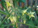 Tomato Cerise (2009, June 13)