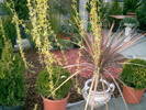 Florarie5