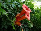 Campsis radicans Trompeta cataratoare