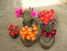 grup plante