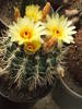 Notocactus submammulossus