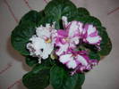 Violete de Parma