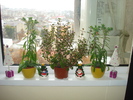 KALANCHOE