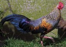 Gallus sonneratii