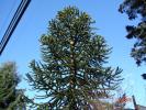 Araucaria