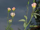 100_8127