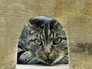 Mouse Hunt