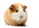 hamster