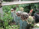 Mammillaria luethyi