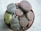 Lithops 1