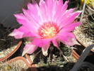 Thelocactus bicolor v. commodus - 10.06