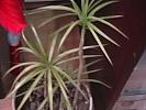 Dracaena