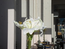 DSC01535