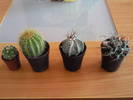 cactusi , mai 09