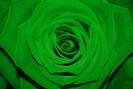 RoseGreen[1]