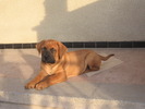 Tosa Inu puppy De Tessa 24