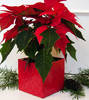 poinsettia5
