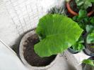 alocasia