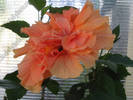 Hibiscus caisa 8