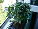 bonsai (Ficus Carmona)