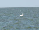 pelican golovita