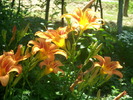 DSCI0561