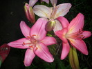 DSCI0988