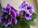allegro purple