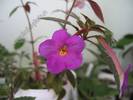 Achimenantha Blue Tint 3