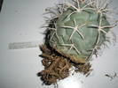 Coryphantha poselgeriana