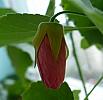 boboc abutilon roz