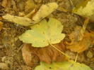 DSC00318