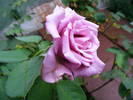 DSCF3723