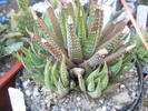 Haworthia coarctata