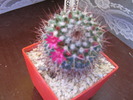 MAMMILLARIA OBCONELLA