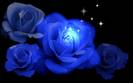 trandafiri albastri