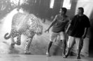 AMUZANTE (39)