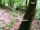 DSCF5374