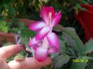 Schlumbergera Roz 1