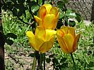 Y-IMG_0189