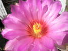 Thelocactus bicolor - floare