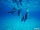 4 delfini