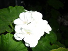 P1010341