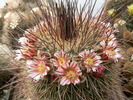 mammillaria_papasquiarensis_1