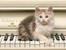In the Key of Calico