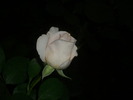 DSCI0023
