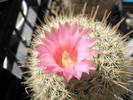 Notocactus gutierezii - floare
