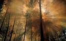 _nature_Forest_Fire_the_Morning_After