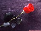 rose2