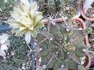 Gymnocalycium michonga - 14.07